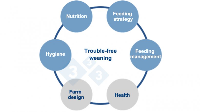 Figure 1.&nbsp;A multifactorial approach&nbsp;to zinc-free feeding. Source:&nbsp;Vilomix.
